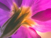 Blume / Blütenblätter / Natur / Licht / Grün / Pink / Lila / Gelb / Weiß / Nahaufnahme Makro von Art By Dominic Miniaturansicht