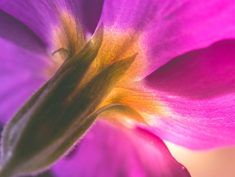 Fleur / pétales / nature / lumière / vert / rose / violet / jaune / blanc / gros plan macro par Art By Dominic