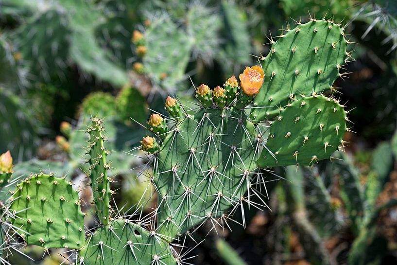 Cactus flower under the Thai sun by Frank Photos