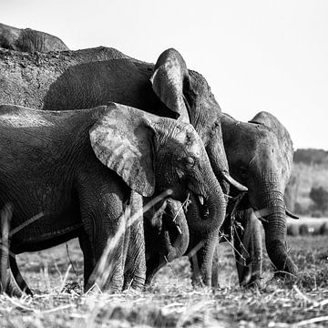 Olifanten in Chobe NP van Henri Kok