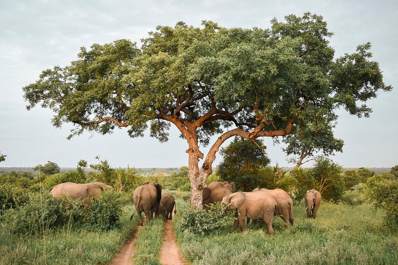 Elefanten unter einem Amarulabaum im Timbavati-Wildpark in Südafrika von Nathalie Wilmsen
