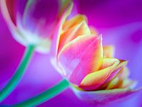 Tulpen