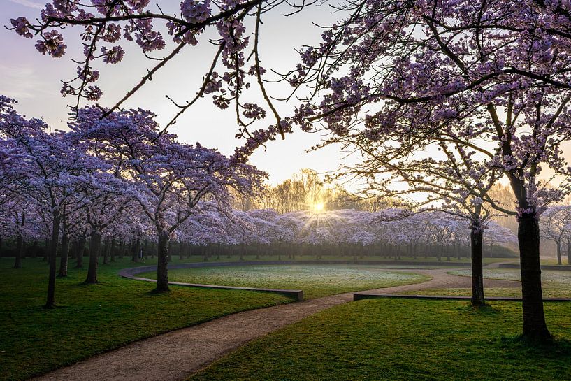Le soleil perce dans le parc fleuri par peterheinspictures