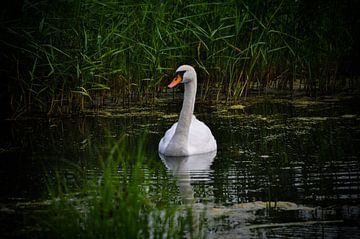 A swan in nature by Arrienne Baaij