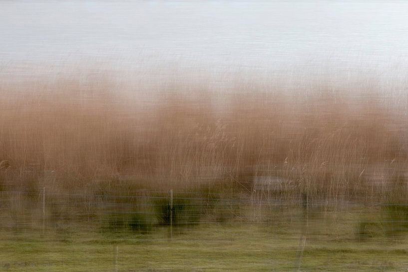 Schilfgürtel im Crezéepolder, Ridderkerk von Greet van Dam