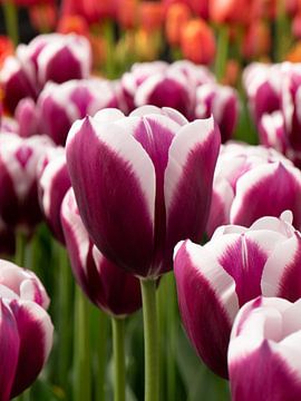 Tulpen auf dem Keukenhof von Matthijs Noordeloos