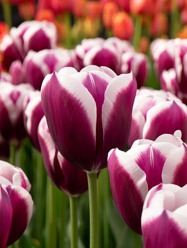 Tulpen in de Keukenhof
