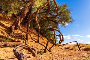 Racines d'un arbre sur une dune de sable sur VIDEOMUNDUM