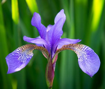 Iris by Anita van Gendt