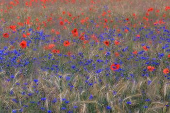 Chöre und Mohnblumen