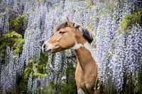 Paard onder de blauwe regen
