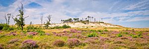 heide in bloei in de Schoorlse duinen van eric van der eijk