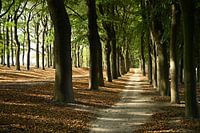 Avenue of Trees Planken Wambuis