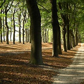 Avenue of Trees Planken Wambuis by Vrije Vlinder Fotografie