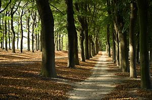 Avenue of Trees Planken Wambuis