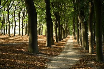 Avenue des arbres Planken Wambuis sur Vrije Vlinder Fotografie