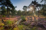 Flowering heathland during a misty sunrise by Original Mostert Photography thumbnail