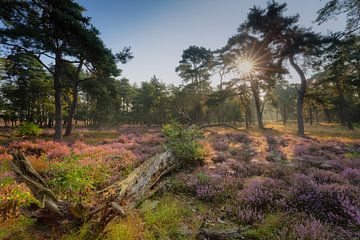 Blühende Heidelandschaft bei nebligem Sonnenaufgang von Original Mostert Photography