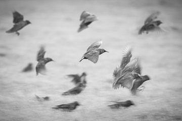 Starlings by Sander Meertins