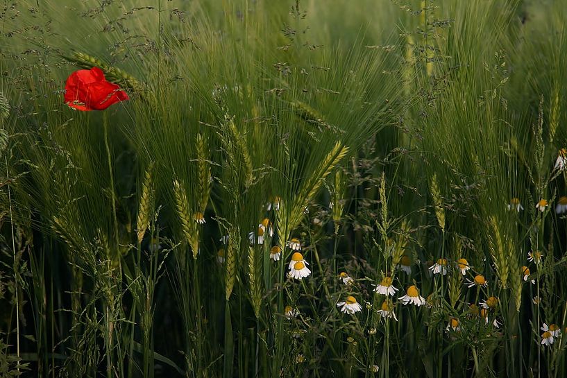 Veldboeket by Annie Middeldorp