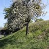 Apfelbaum in voller weißer Blüte im Frühling von Martin Flechsig