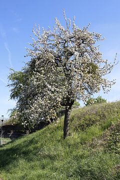 Apfelbaum in voller weißer Blüte im Frühling