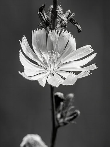 Monochrome Makrofotografie einer Blüte