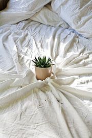 Catus by Kiri Pruntel