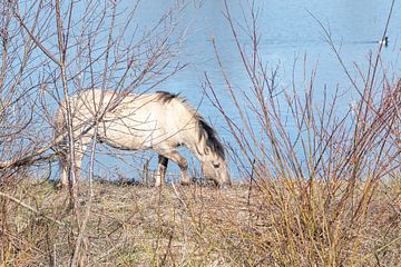 Konik Pferd in der Nähe von Nijmegen von Merijn Loch