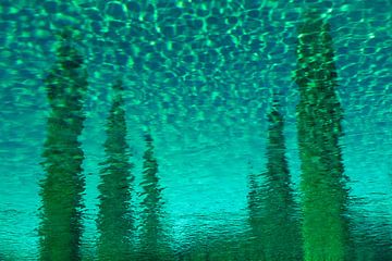 Mirrored cypresses by Domicile Media