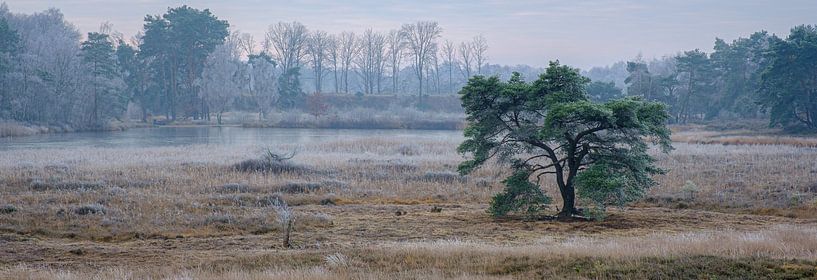Frozen Pine by Johan Vanbockryck