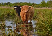Schotse hooglander