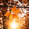 Herbstblätter im Sonnenlicht V1 von drdigitaldesign