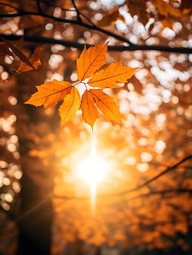 Autumn Leaves in Sunlight V1