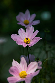 Pink Flowers in a row