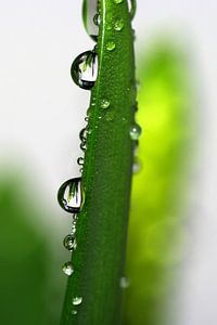 Gouttes de pluie sur Marlies Prieckaerts