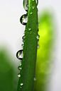 Raindrops van Marlies Prieckaerts thumbnail