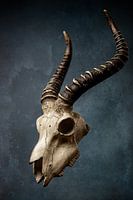 Animal skull Art