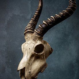 Art du crâne animal sur Aisa Joosten