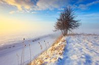 Mistig winterlandschap met boom tijdens zonsondergang van Peter Bolman thumbnail