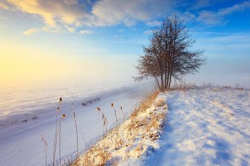 Mistig winterlandschap met boom tijdens zonsondergang van Peter Bolman
