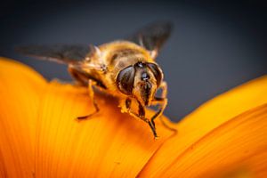 hoverfly in a flower