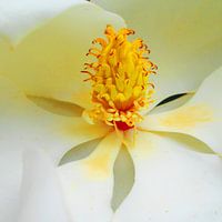 Heart of the Magnolia Blossom 