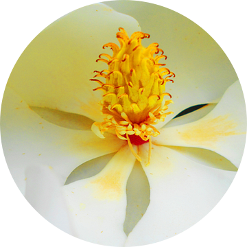 Heart of the Magnolia Blossom  van Rhonda Clapprood