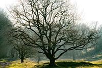 Fairy Tale Tree