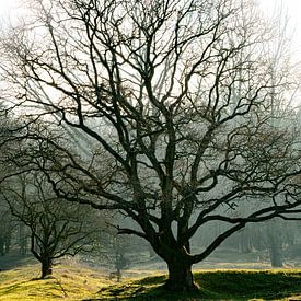 Sprookjesboom van Marjon Tigchelaar