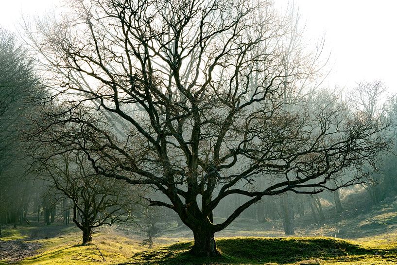 Arbre de conte de fées par Marjon Tigchelaar