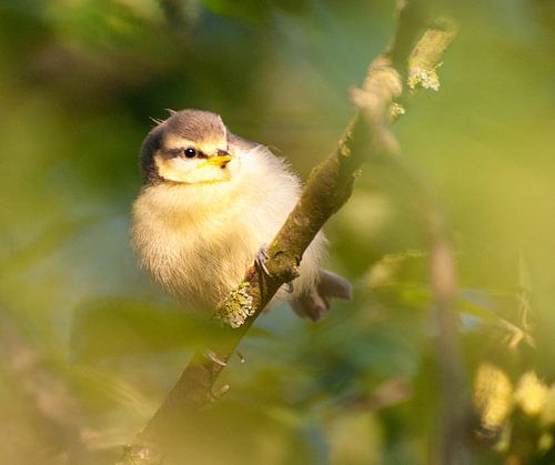 Young blue tit. So endearing