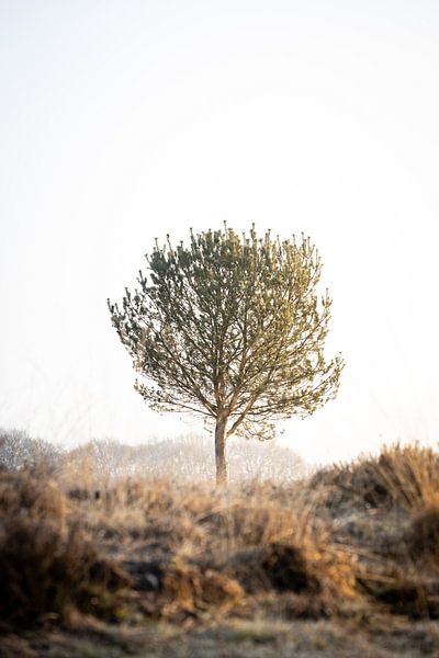 On the hill by Thijs Pausma