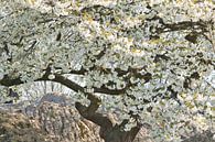 Japans spierwitte bloesem in de lente van Jolanda de Jong-Jansen thumbnail